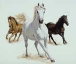 15824 3 Horses  